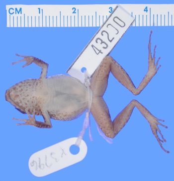 Media type: image; Herpetology A-43200